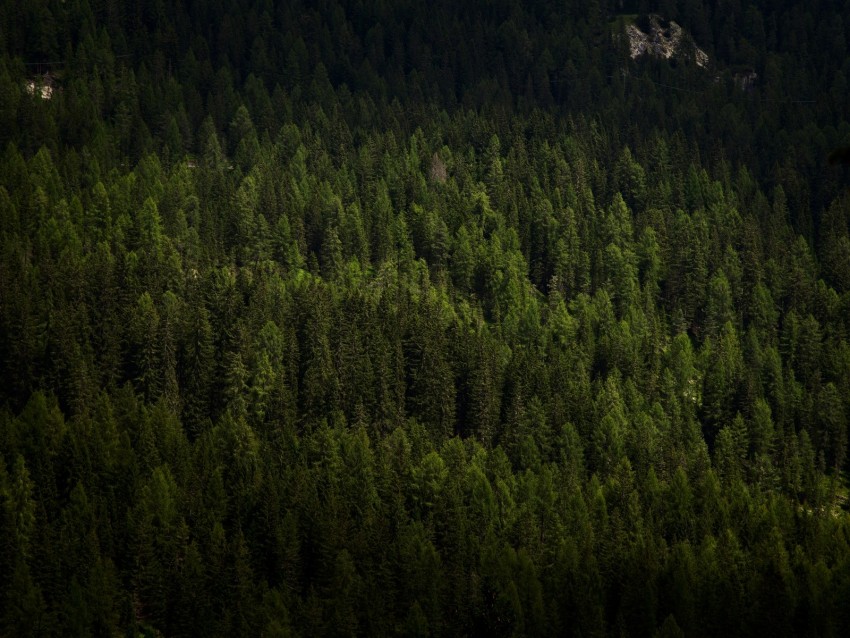 forest, trees, aerial view, green, vegetation, dark