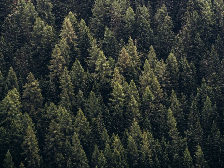 Forest Trees Aerial View Needles Pines Background