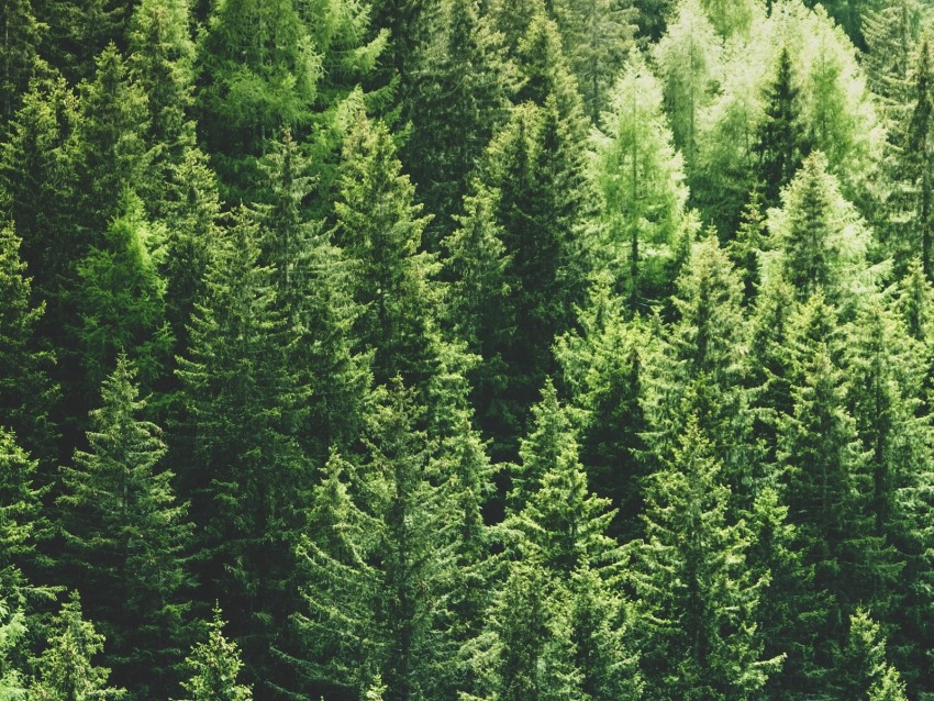 forest, trees, aerial view, pines, tops