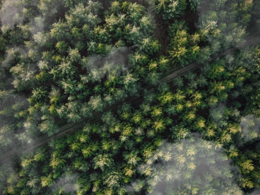 forest, trees, aerial view, tops, trail, clouds