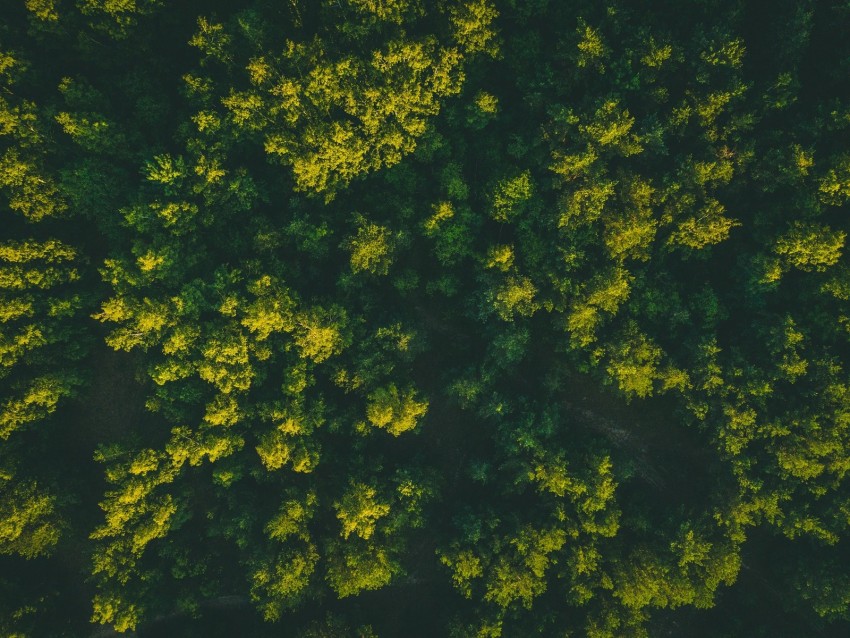 Forest Trees Aerial View Treetops Green Background