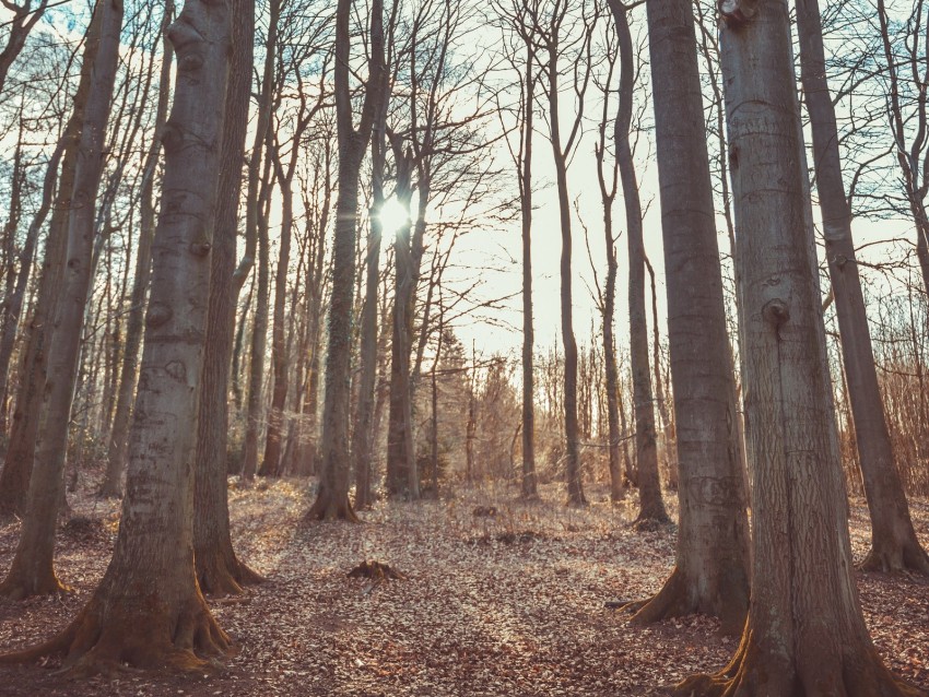 forest, trees, autumn, nature, landscape