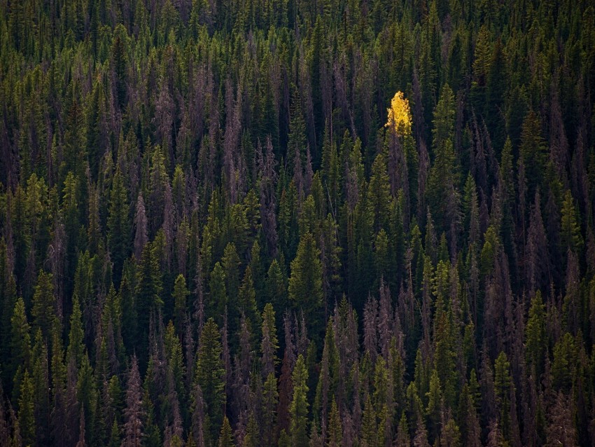 forest, trees, autumn, top view