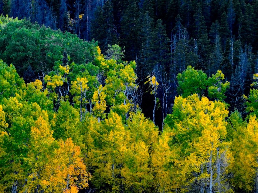 autumn colors, vibrant foliage, forest landscape, nature photography, seasonal change