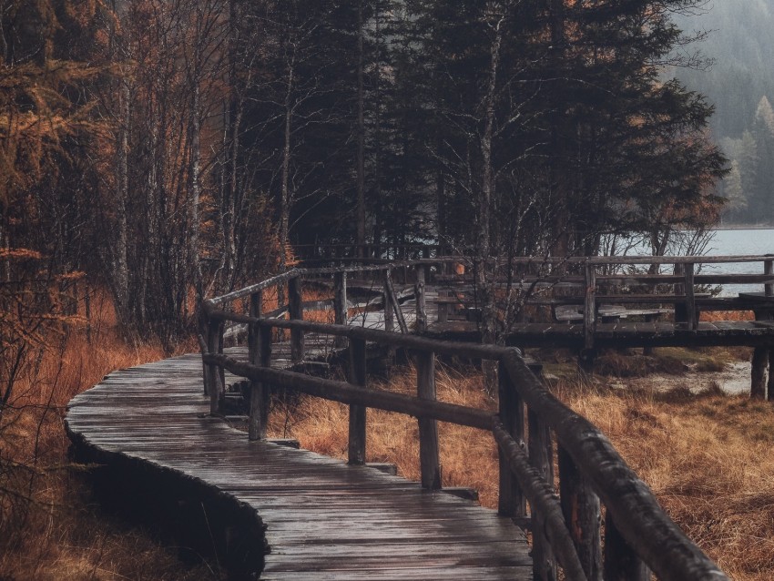 Forest Trees Bridge Autumn Background