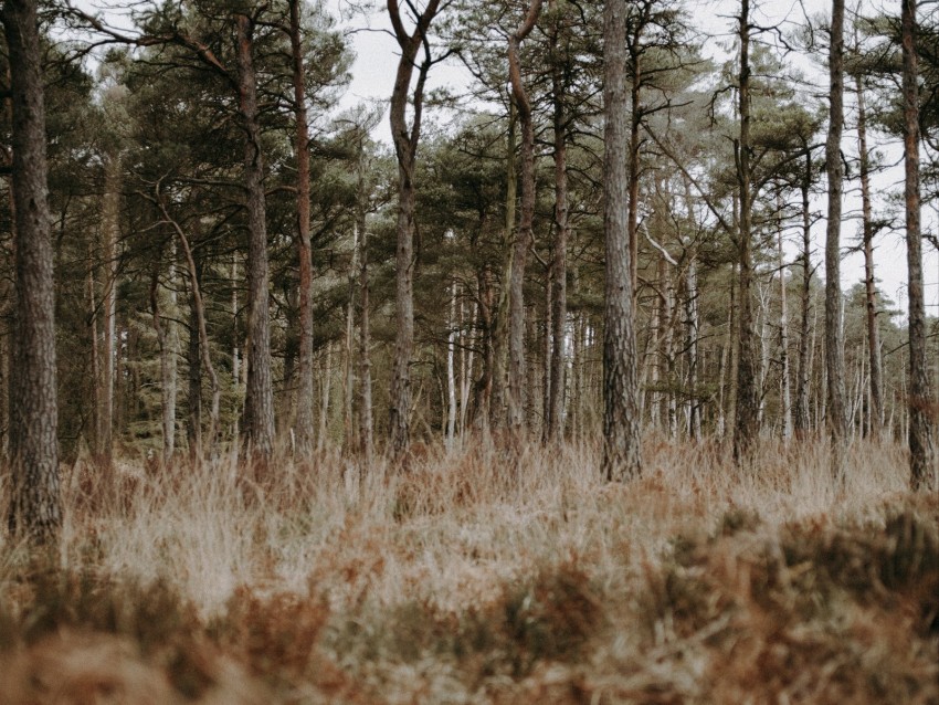 Forest Trees Conifer Grass Wildlife Background