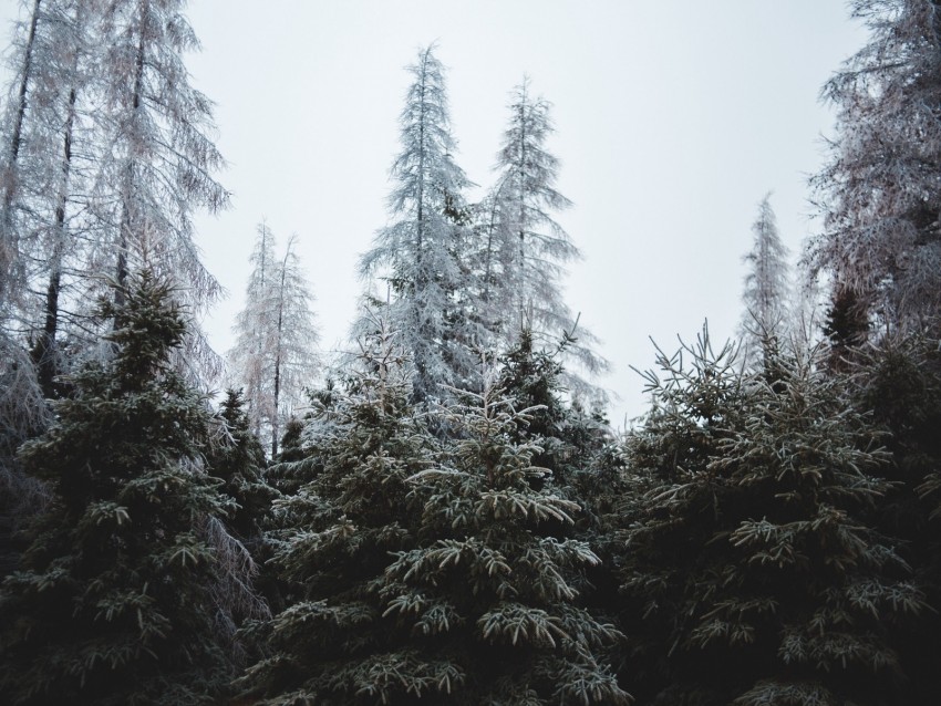 Forest Trees Coniferous Pines Background