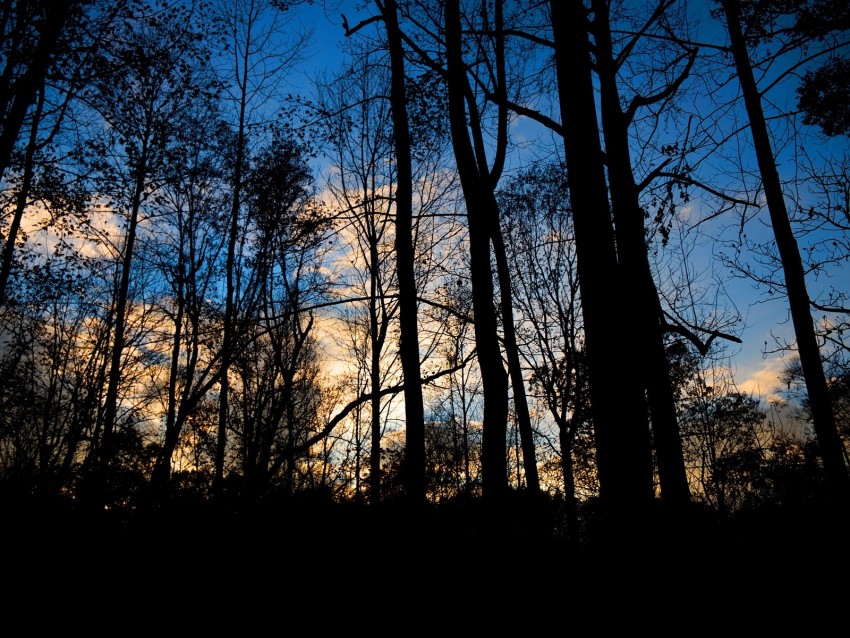 forest, trees, dark, twilight, evening