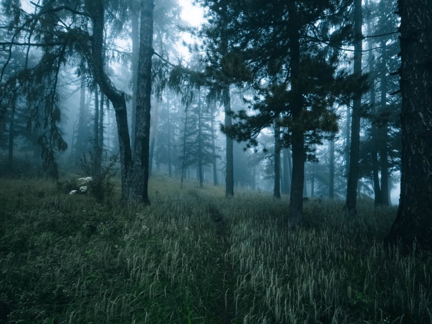 forest, trees, fog, grass, path