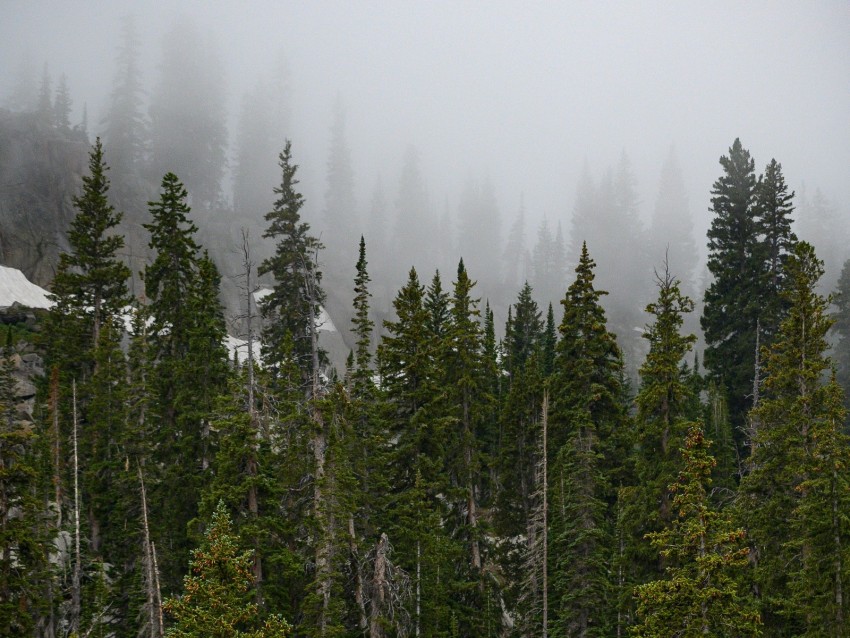 Forest Trees Fog Pine Tops Background