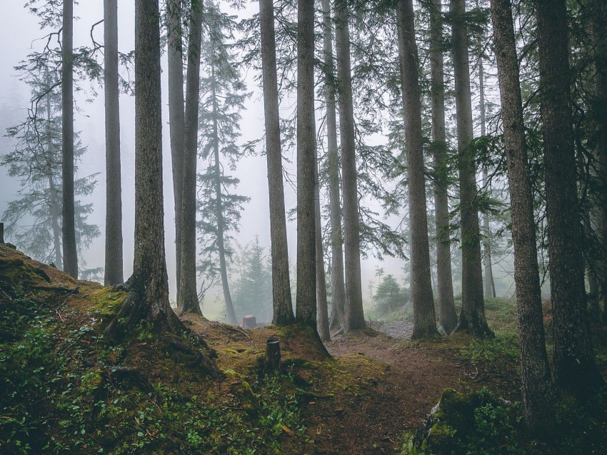 Forest Trees Fog Pines Trunks Coniferous Background