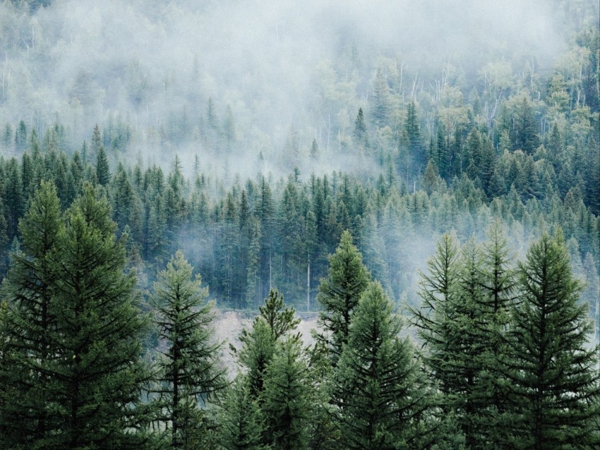 Forest Trees Fog Tops Spruce Pine Background