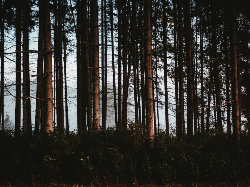 Forest Trees Fog Trunks Background