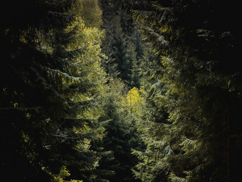 forest, trees, foliage, branches