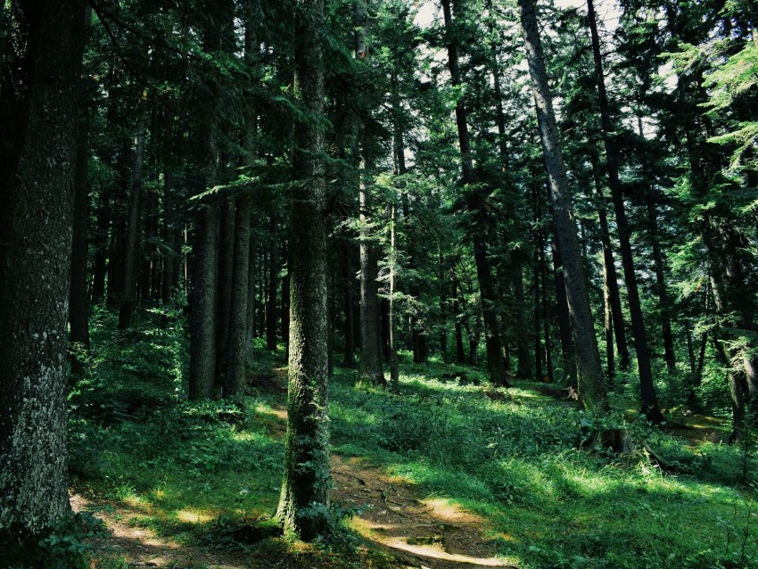 forest, trees, grass, path, green