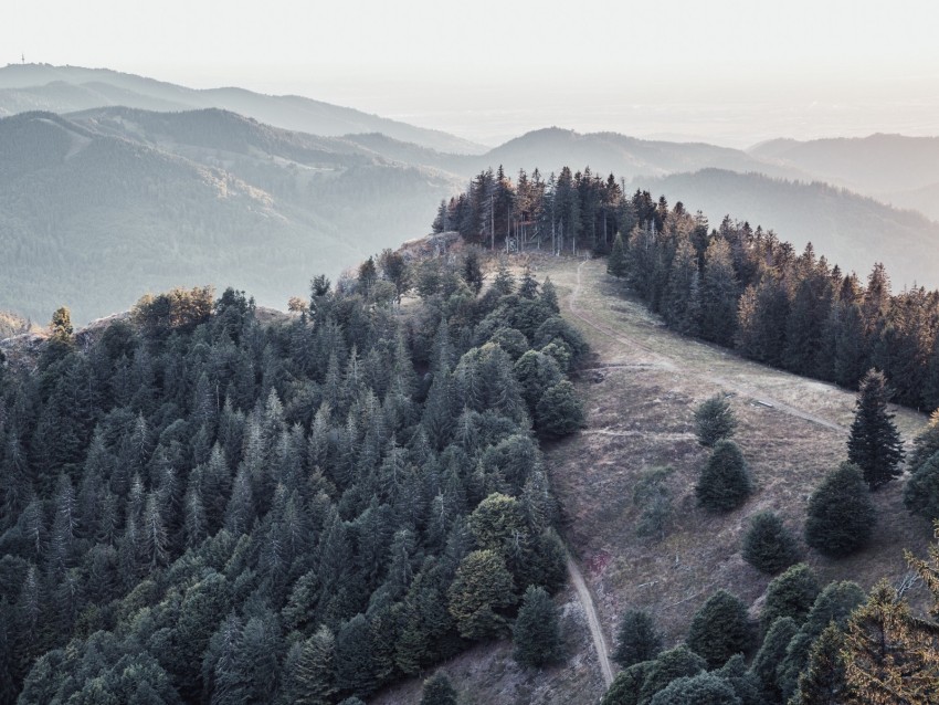 forest, trees, mountains, fog, landscape