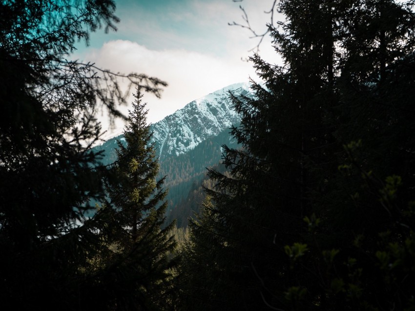 Forest Trees Mountains Landscape Peak Background