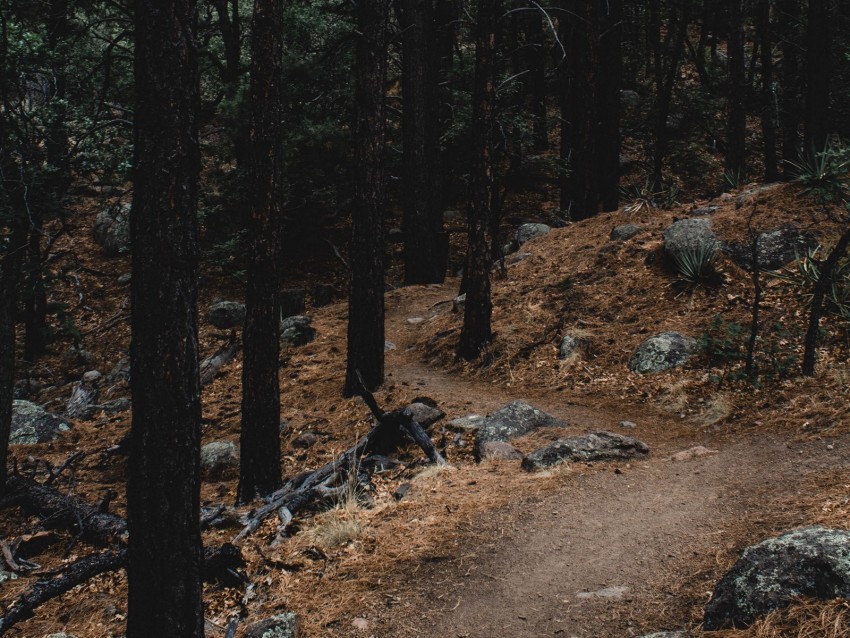 Forest Trees Path Slope Stones Background