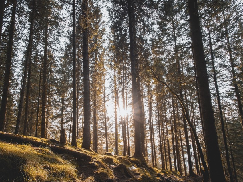 forest, trees, pines, sun, sunlight