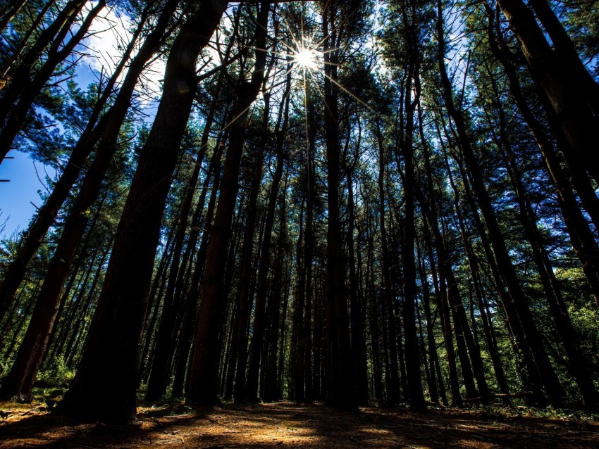 forest, trees, rays, sunlight, walk