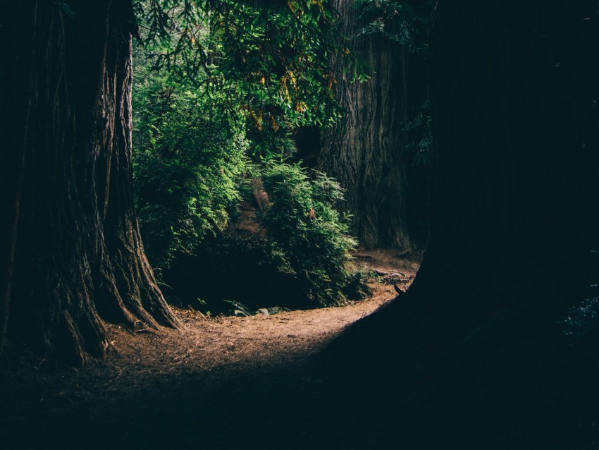 Forest Trees Shadows Passage Dark Background