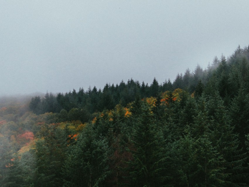 Forest Trees Sky Autumn Fog Background