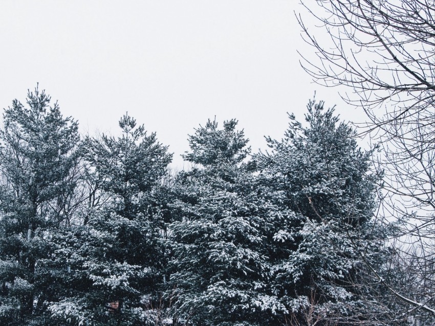 forest, trees, snow, branches, snowy, sky