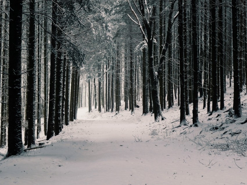 Forest Trees Snow Winter Pines Background