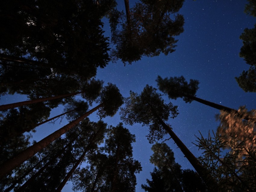 forest, trees, starry sky, night, dark