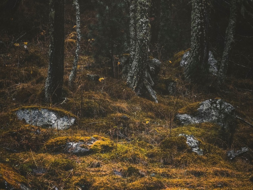 forest, trees, stones, moss