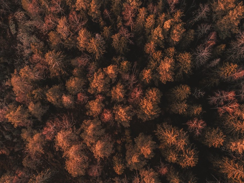 forest, trees, tops, thick, autumn, aerial view, sweden