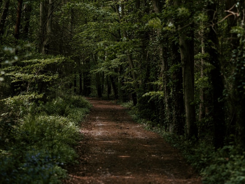 forest, trees, trail, turn, vegetation