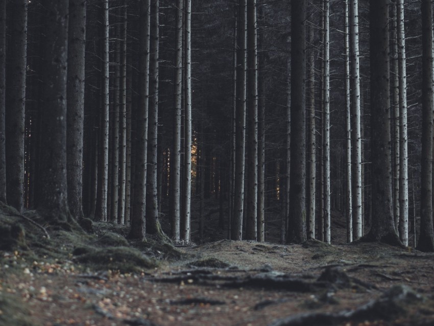 forest, trees, trunks, dark