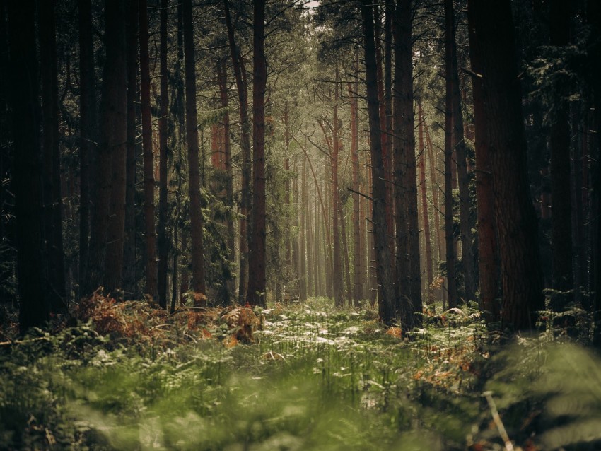 forest, trees, trunks, grass