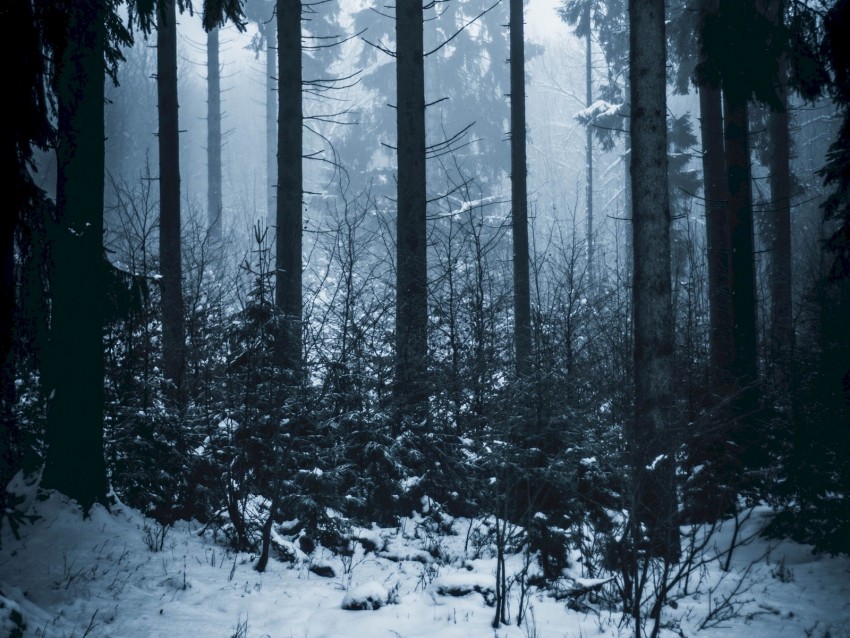 forest, winter, fog, trees