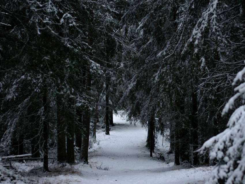 forest, winter, snow, trees, branches