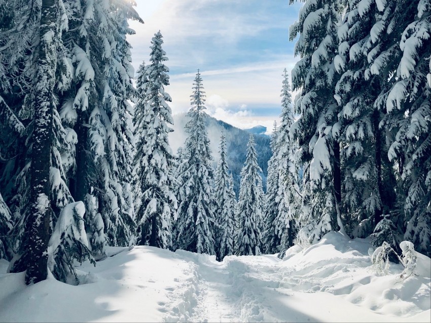 forest, winter, snow, trees, path, traces