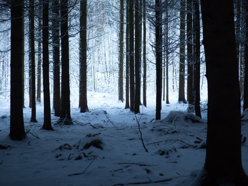 forest, winter, snow, trees, snowy, hike