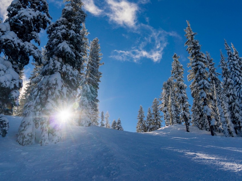 forest, winter, snow, trees, sunlight, elevation