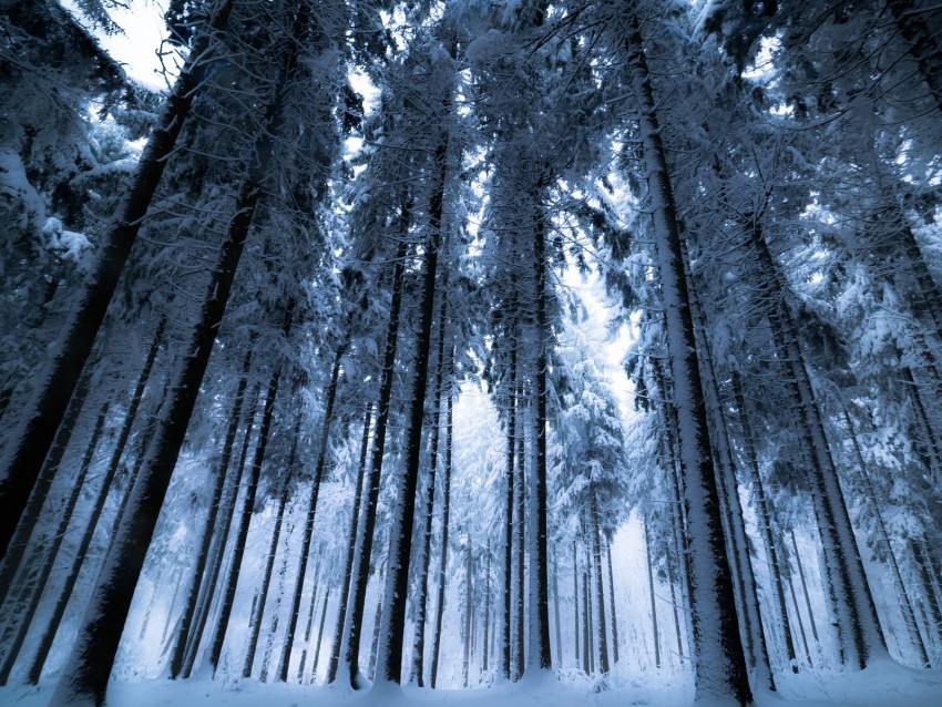 forest, winter, trees, snow, bottom view, fog