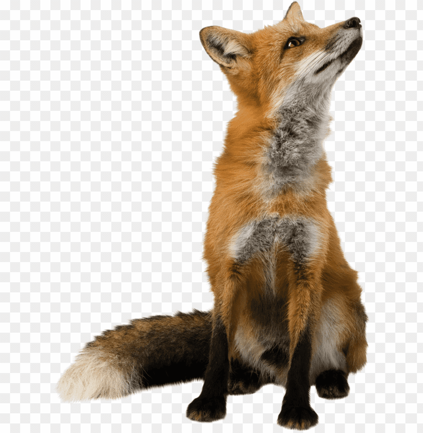 A red fox looking up, showcasing its vibrant orange fur and bushy tail PNG