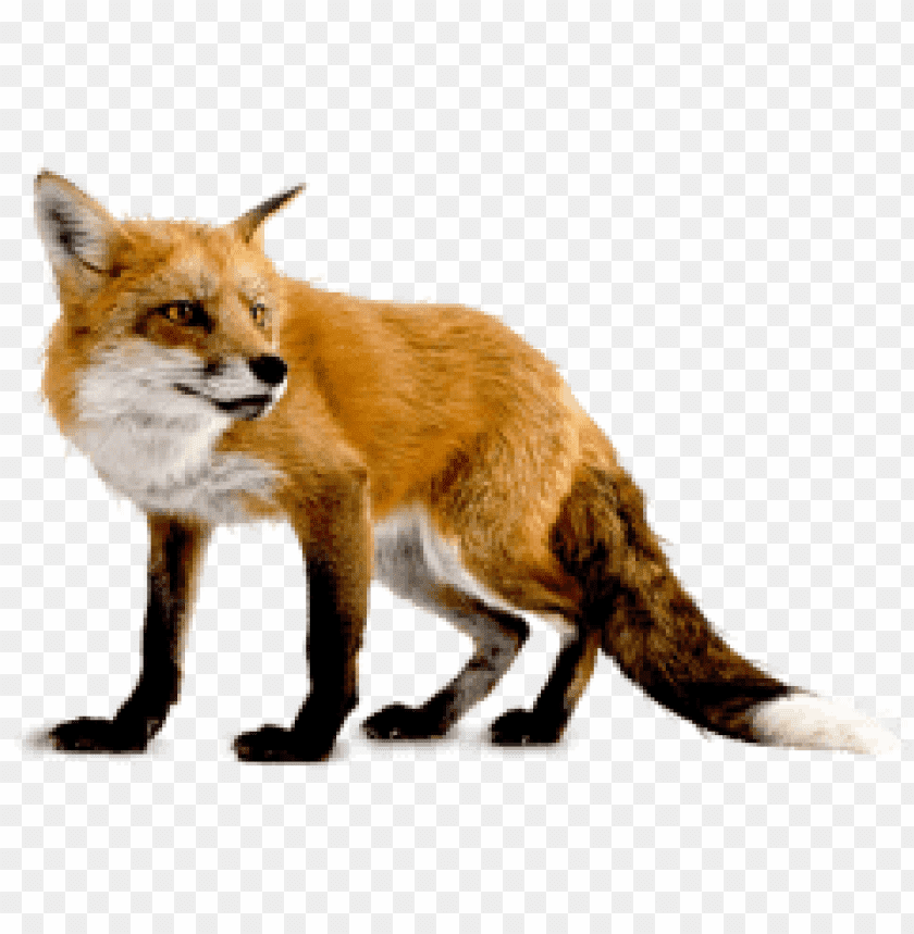 A realistic orange fox with a bushy tail and alert expressio PNG