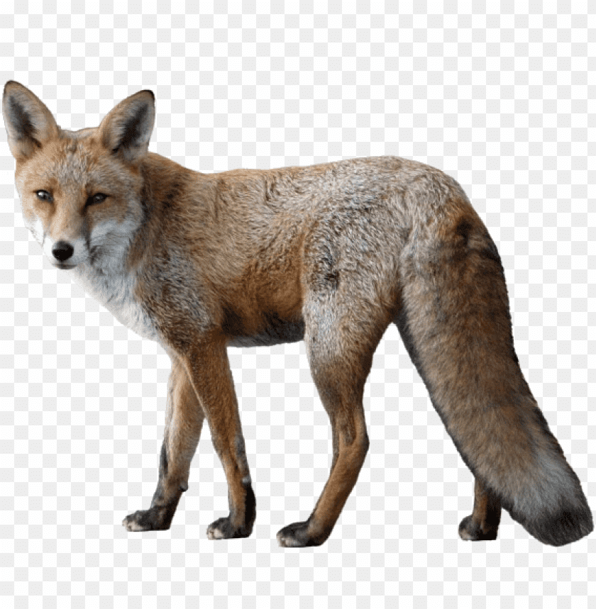 Realistic depiction of a standing fox with a bushy tail PNG