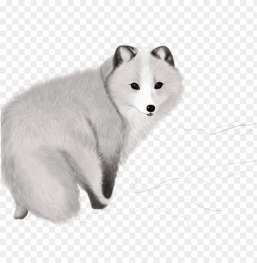 Illustration of a cute Arctic fox with a fluffy white coat PNG