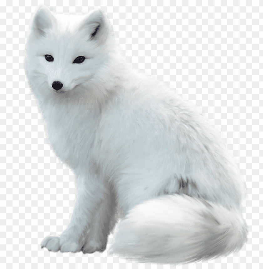 A fluffy white Arctic fox sitting gracefully PNG