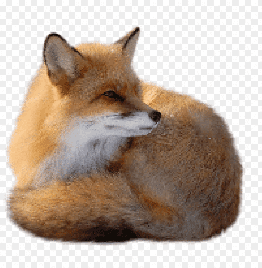 A realistic red fox curled up in a resting positio PNG