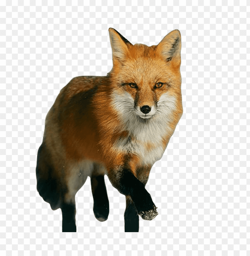 A realistic depiction of a fox walking confidently PNG