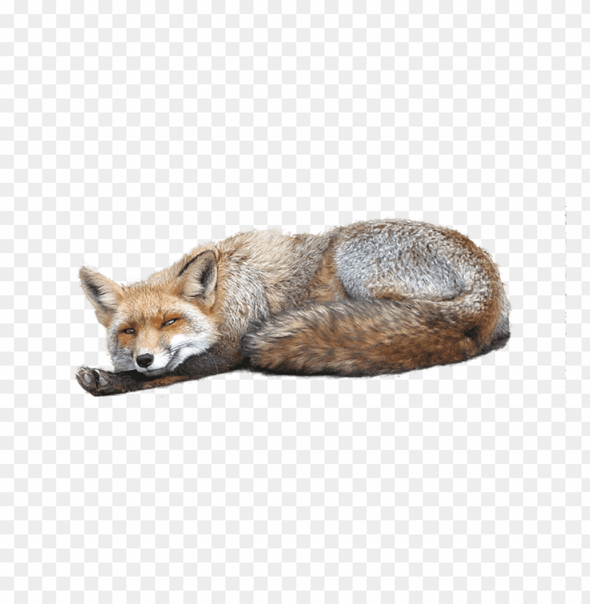 A resting fox with a bushy tail on a transparent background PNG