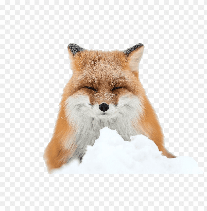 Red fox sitting in the snow, eyes closed and fur glisteni PNG