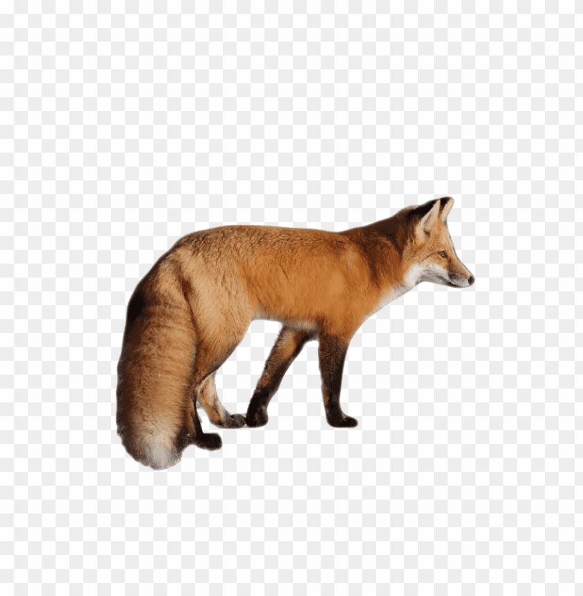 Side view of a standing orange fox with a bushy tail PNG